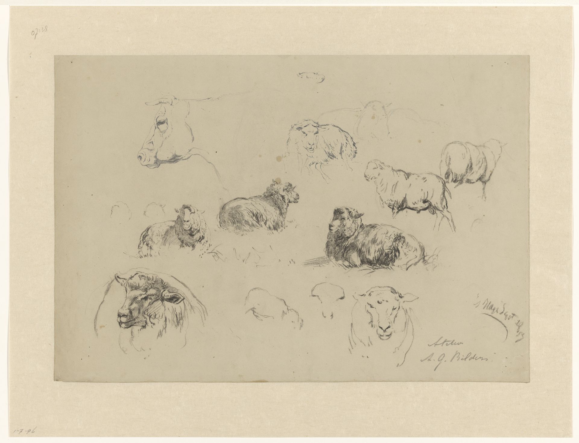 Schetsblad met studies van schapen en een koeienkop by Gerard Bilders
