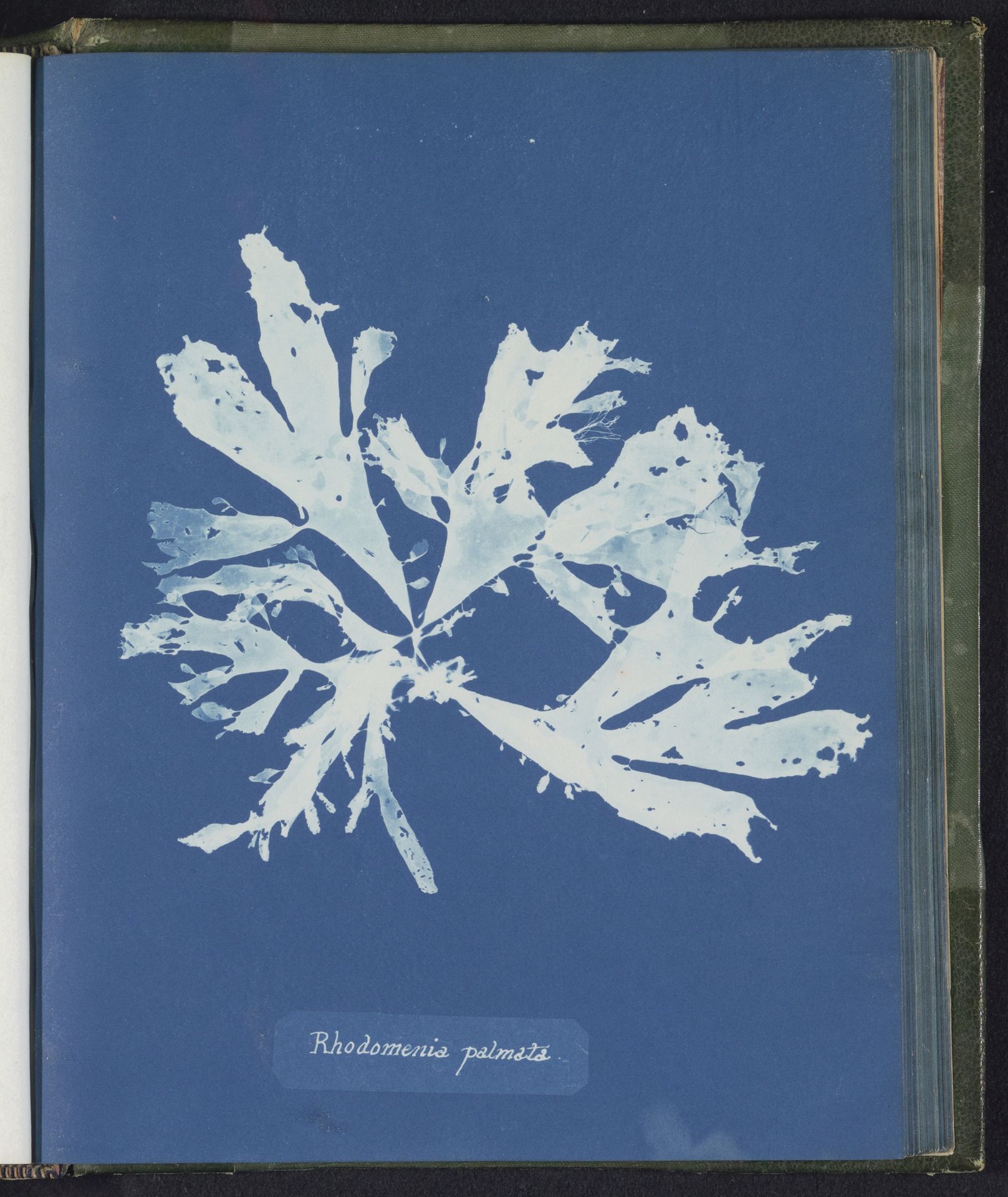 Rhodomenia palmata [= Rhodymenia palmata] by Anna Atkins