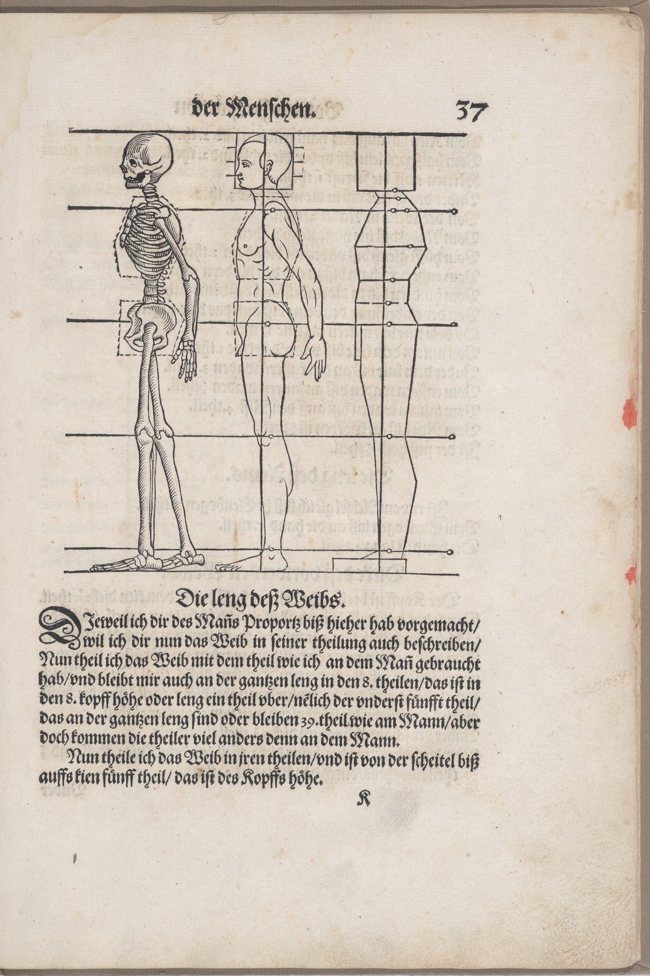 Des Circkels unnd Richtscheyts, auch der Perspectiva und Proportion der Menschen und Rosse, kurtze, doch gründtliche underweisung deß rechten gebrauchs by Heinrich Lautensack