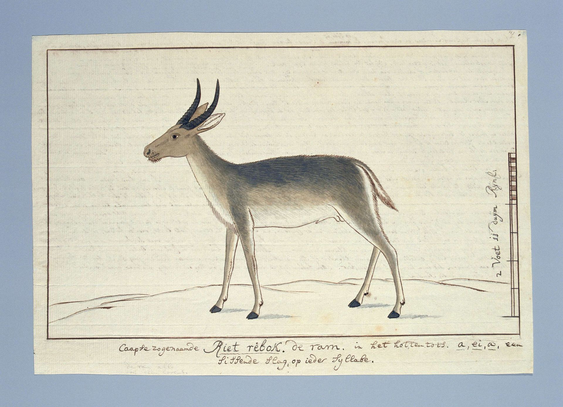 Redunca arundinum (Southern reedbuck; male) by Robert Jacob Gordon