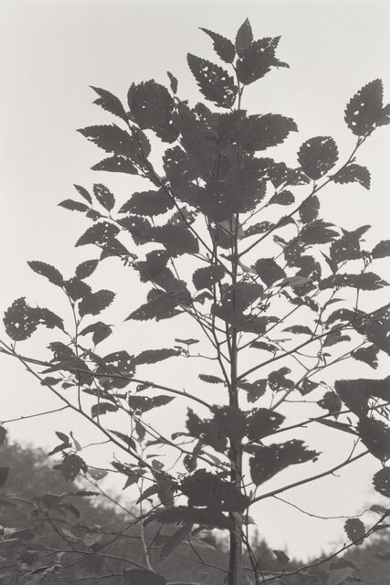 Neahkahnie Mountain, Oregon by Robert Adams
