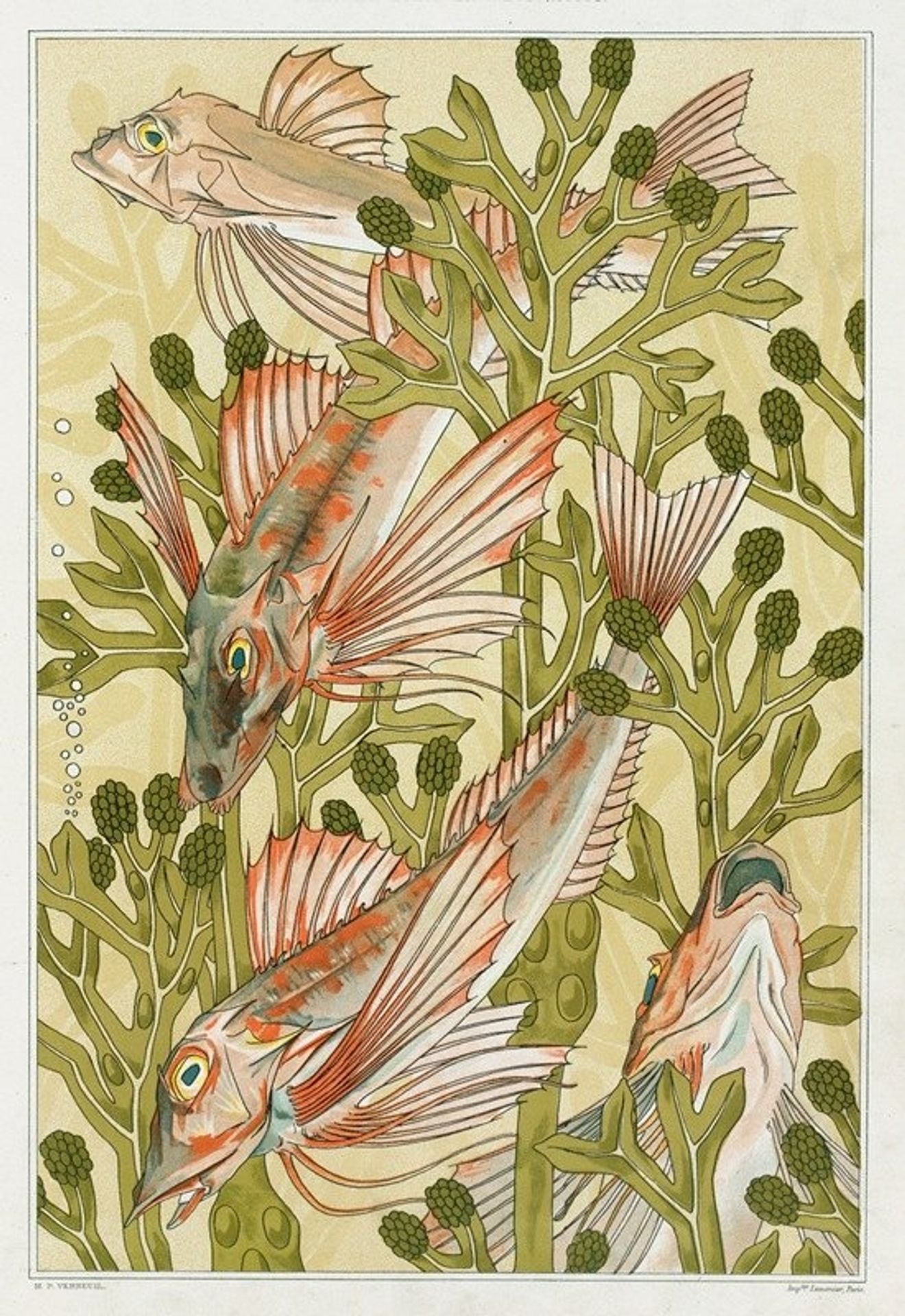 Rouget by Maurice Pillard Verneuil