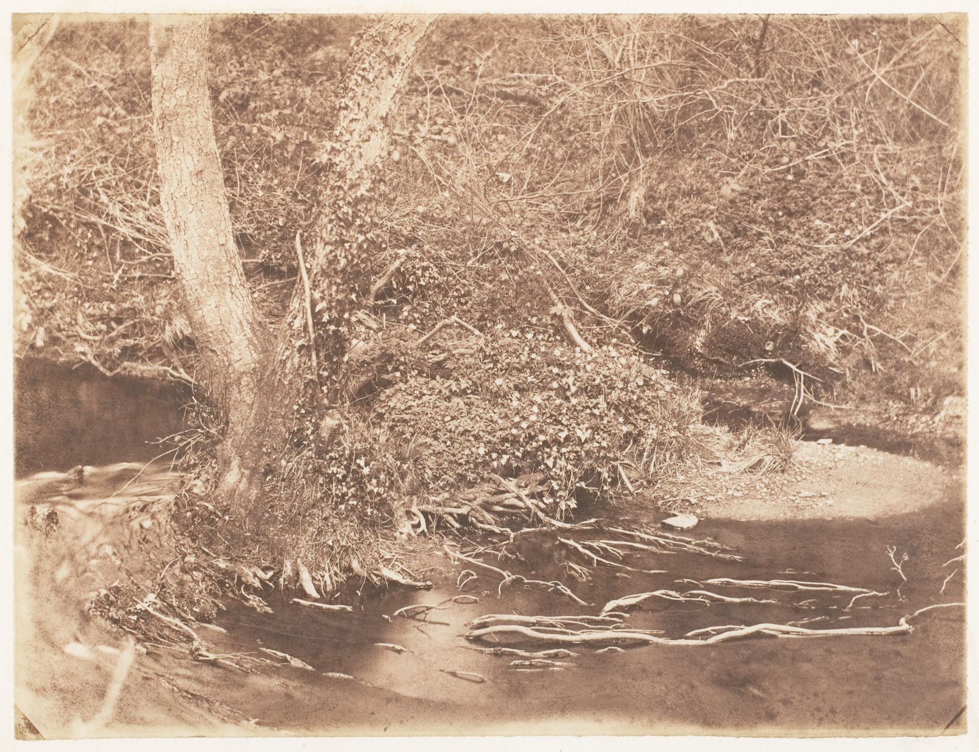 [Tree and Brush in Creek Scene] by John Dillwyn Llewelyn