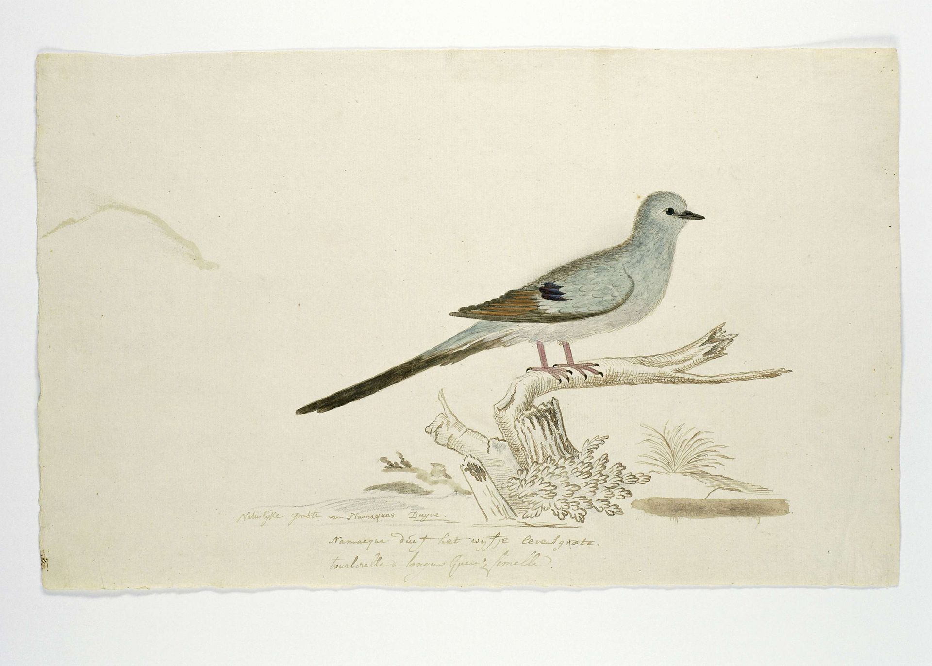 Oena capensis (Namaqua dove) by Robert Jacob Gordon