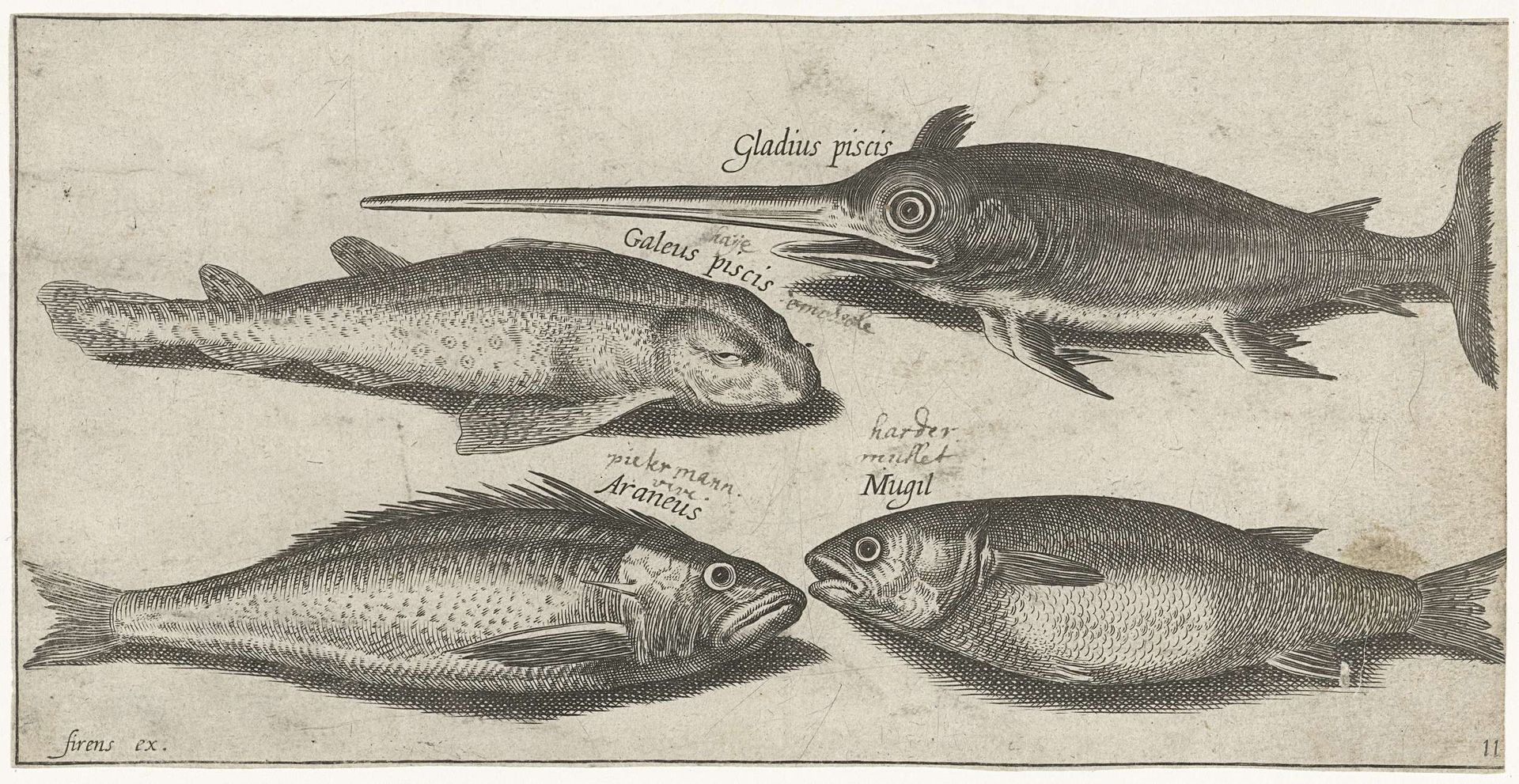 Zwaardvis, harder, kathaai en een pieterman by Pierre Firens