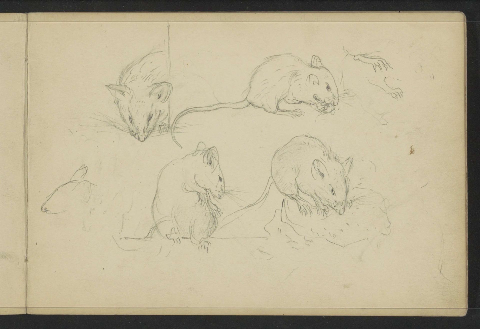 Muizen by Johanna van de Kamer