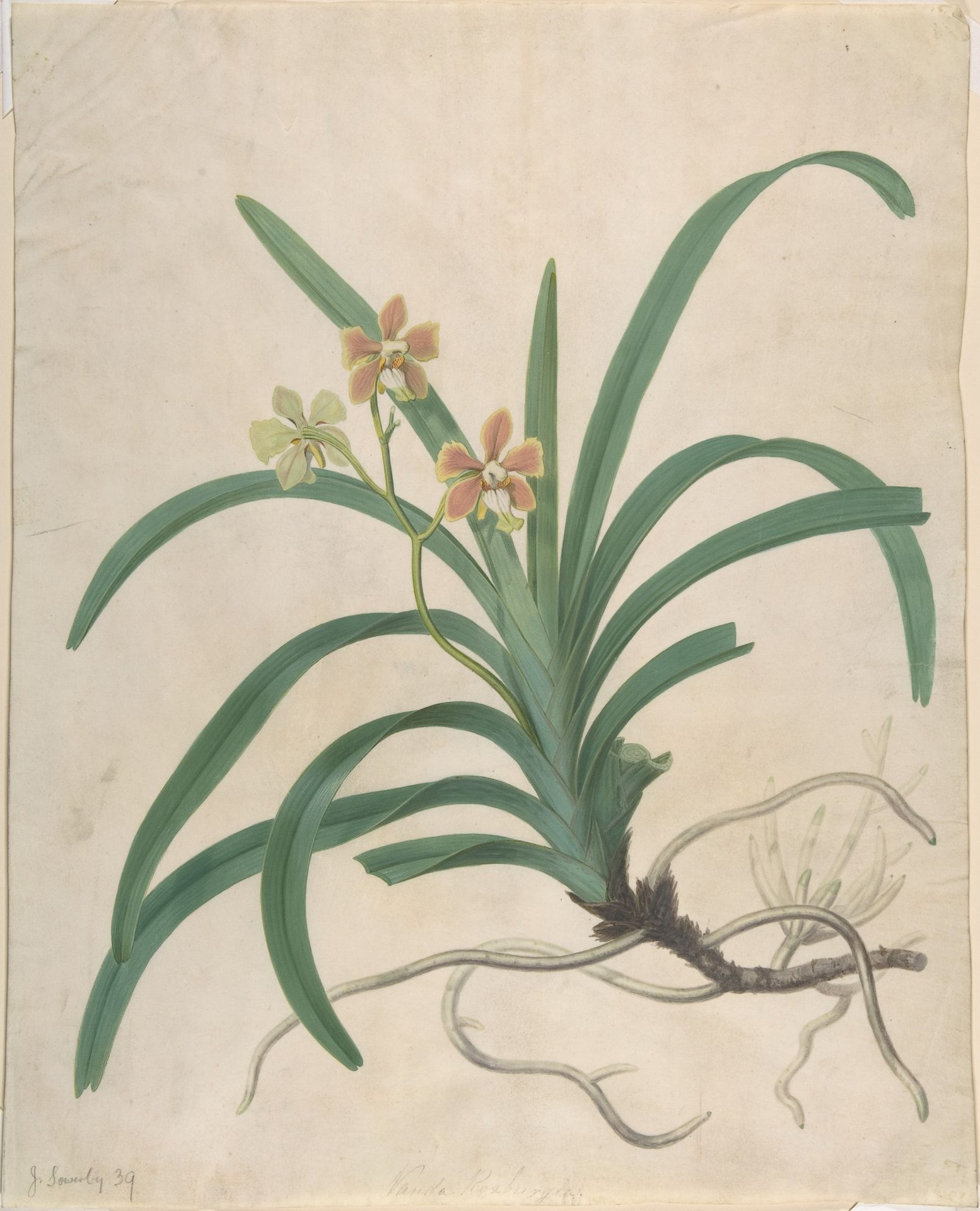 Study of an Orchid, "Vanda Roxburgia" by James Sowerby