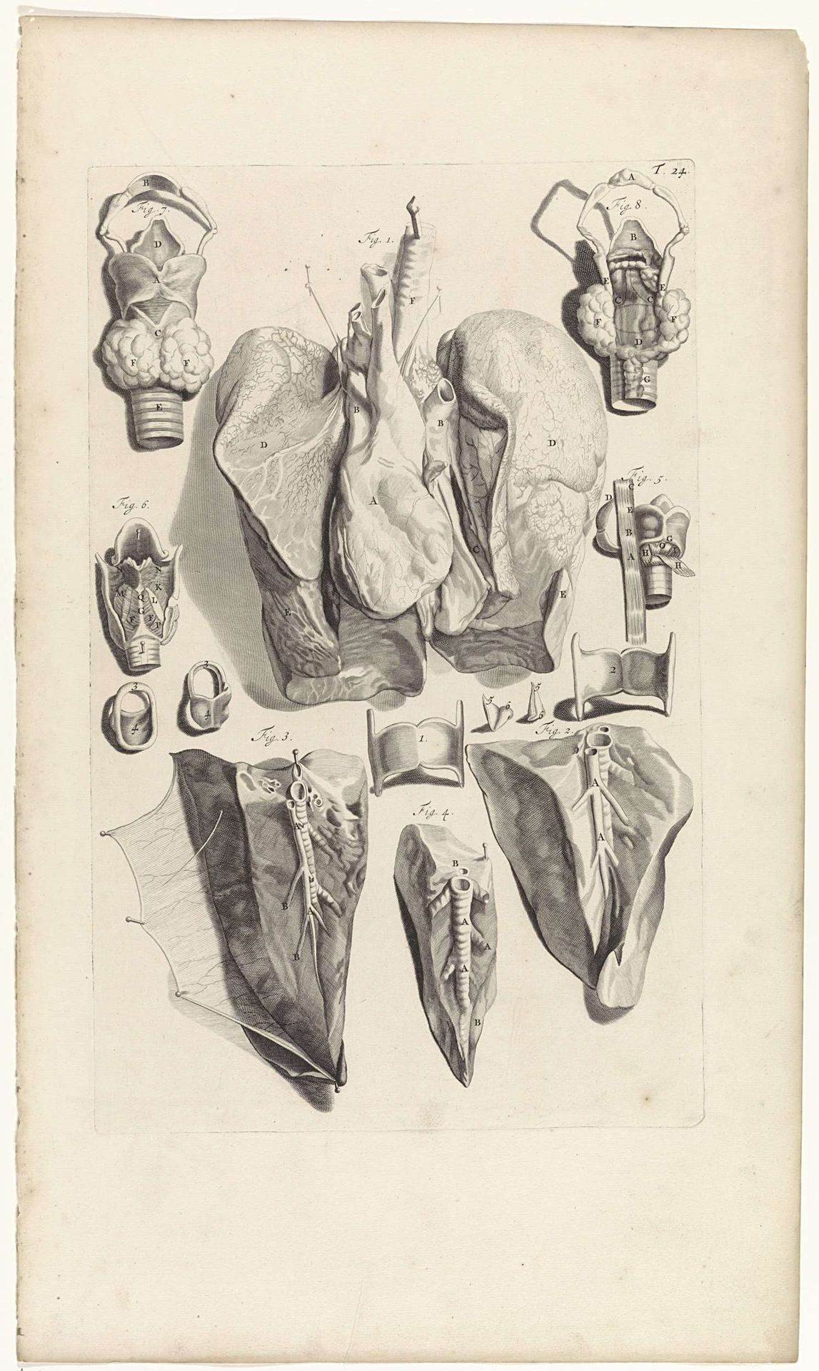 Anatomische studie van de longen en het strottenhoofd by Pieter van Gunst