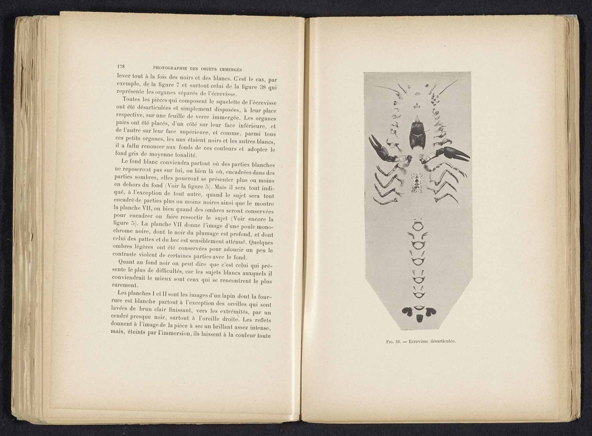 Rivierkreeft ontleedt in stukken by Adolphe Louis Donnadieu