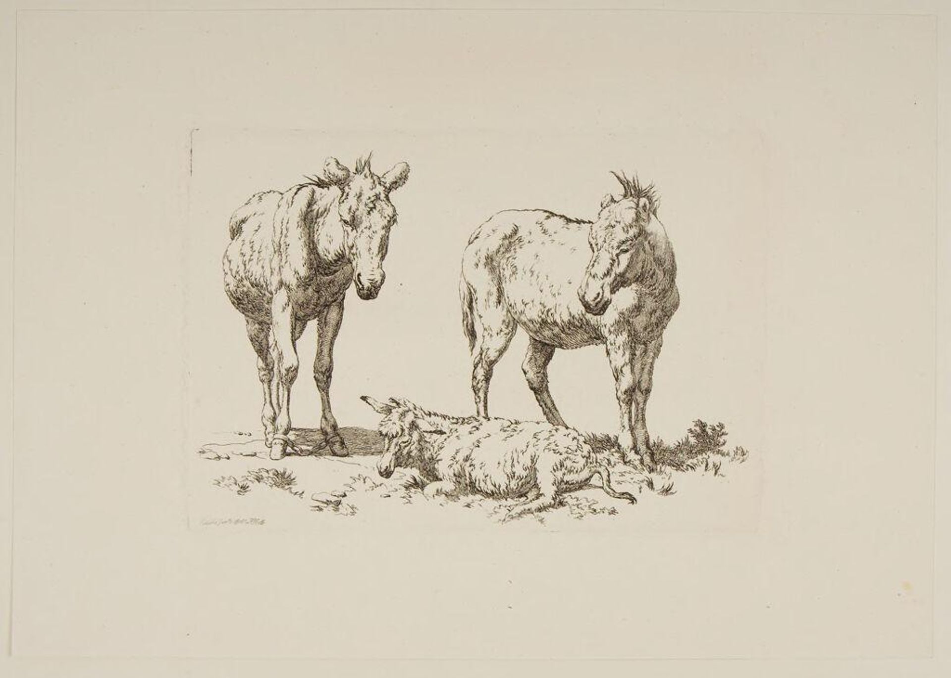 Donkeys by Robert Hills