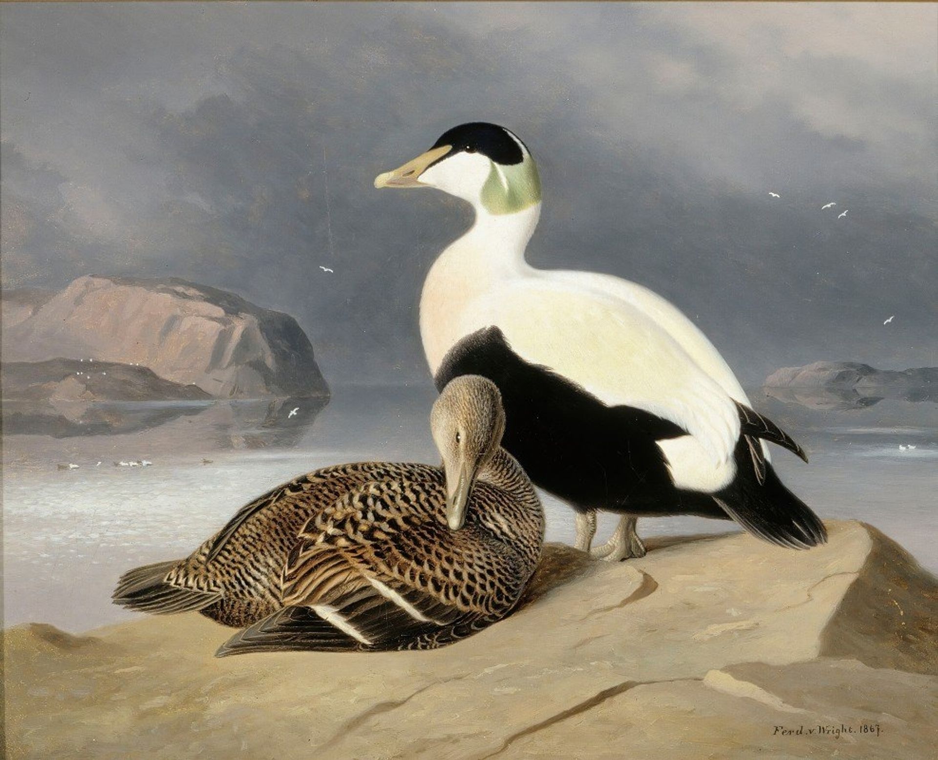 Kaksi Haahkaa by Ferdinand von Wright