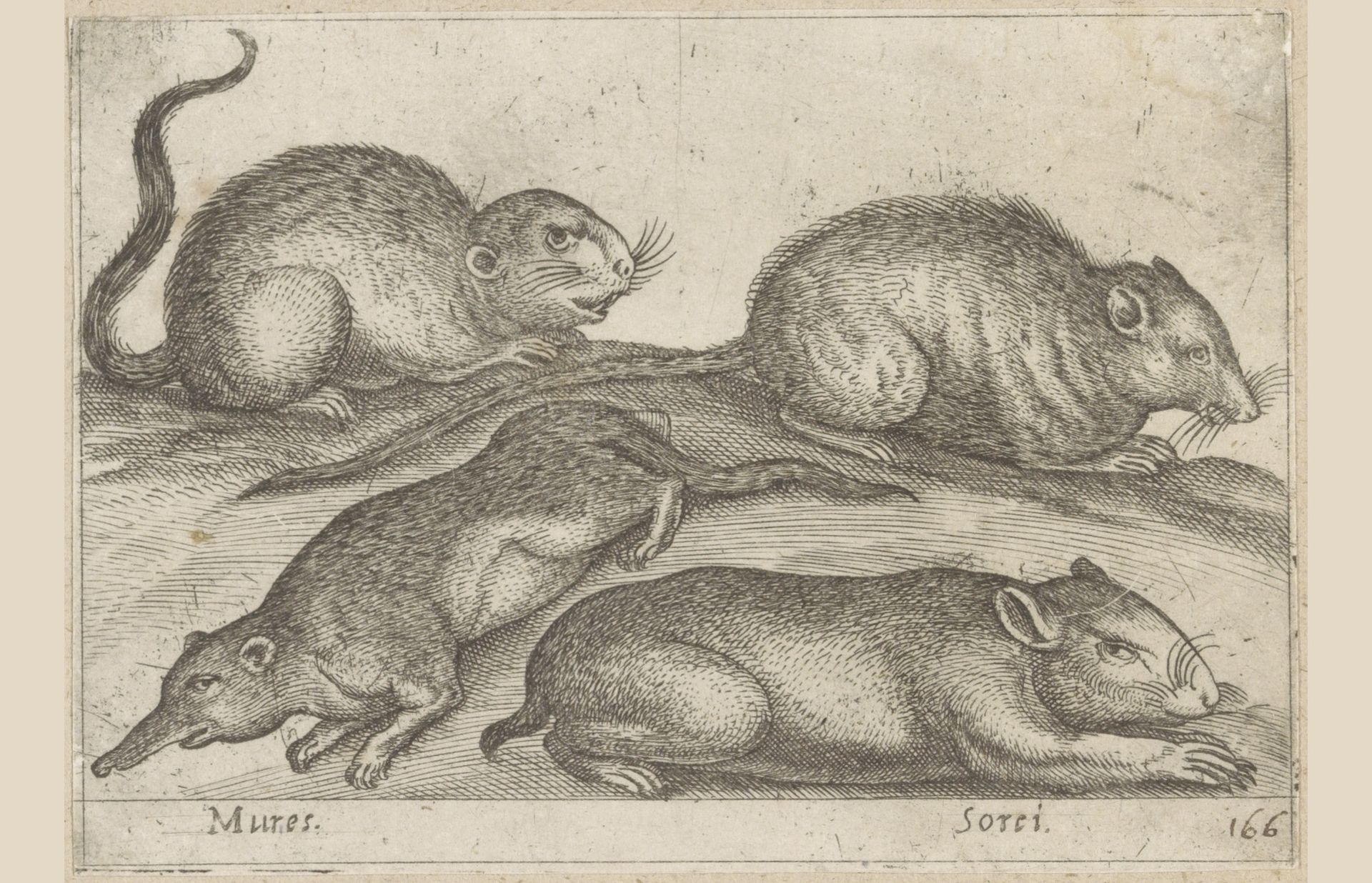 Vier verschillende soorten ratten by Antonio Tempesta