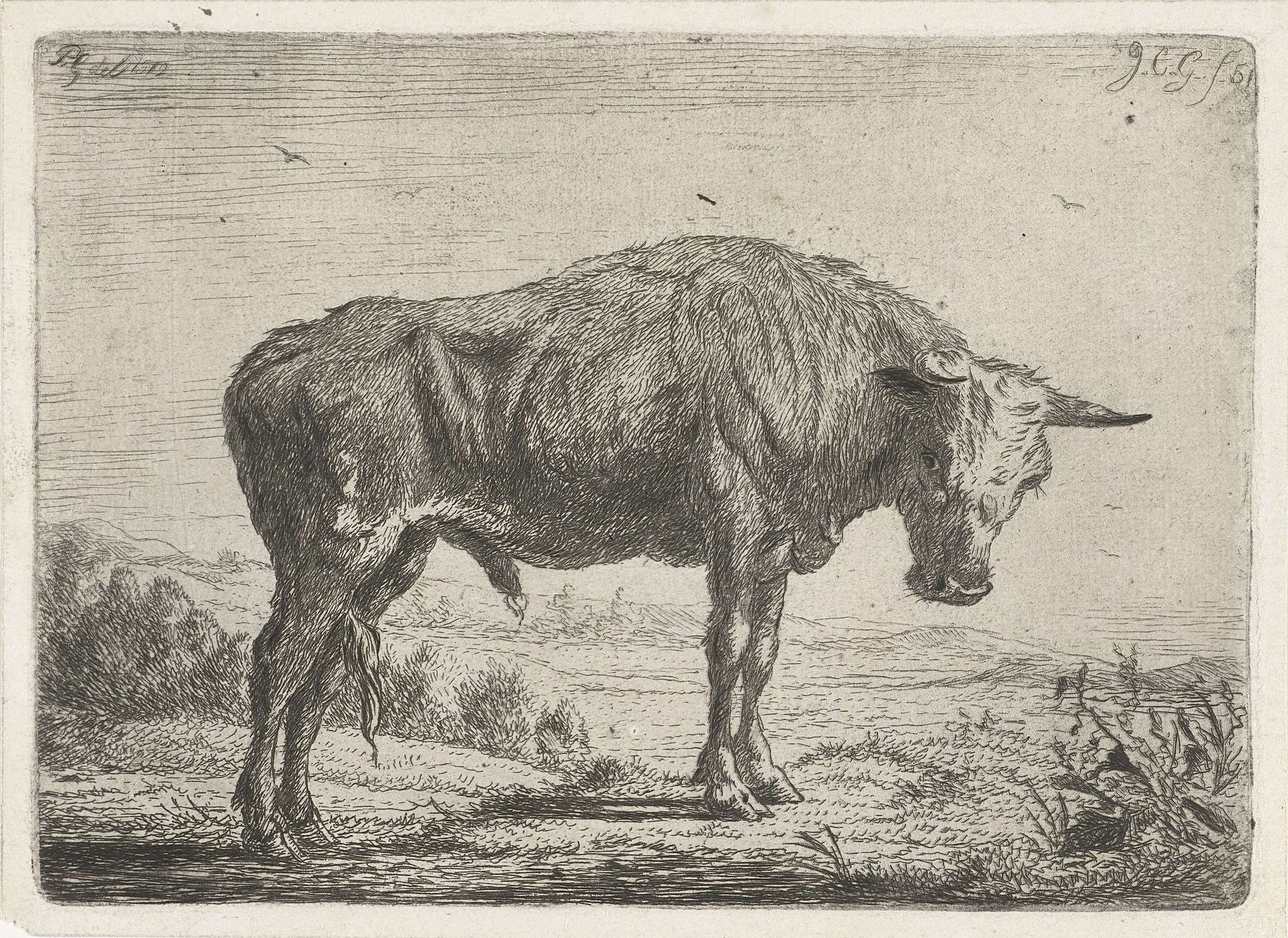 Staande stier by Jacobus Cornelis Gaal