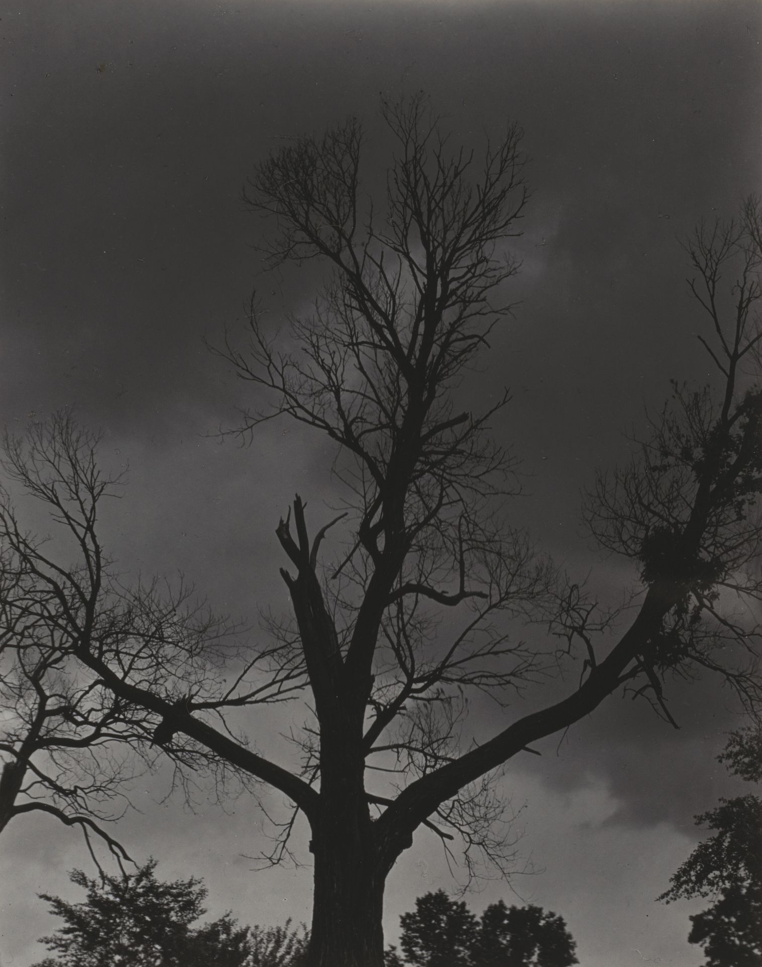Tree Set 4 by Alfred Stieglitz