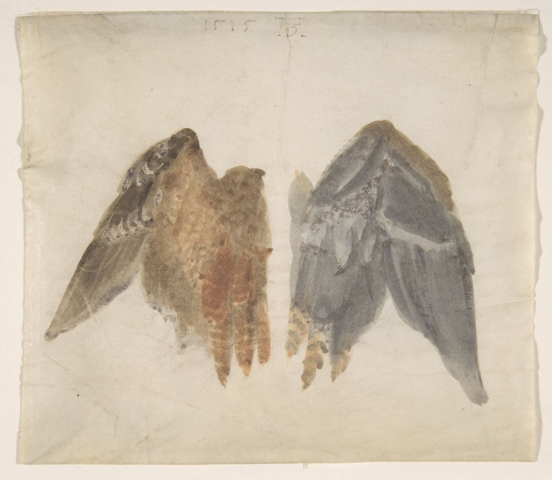 Bittern's Wings: study showing both sides by Albrecht Durer