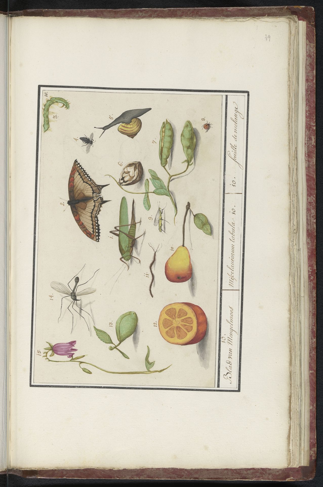Natuurhistorische ensemble (nr. 10) by Elias Verhulst