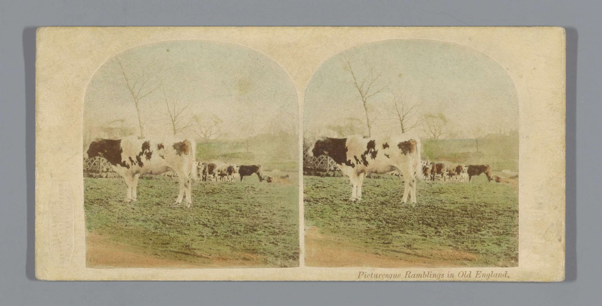 Koeien in een weiland in Engeland by London Stereoscopic Company