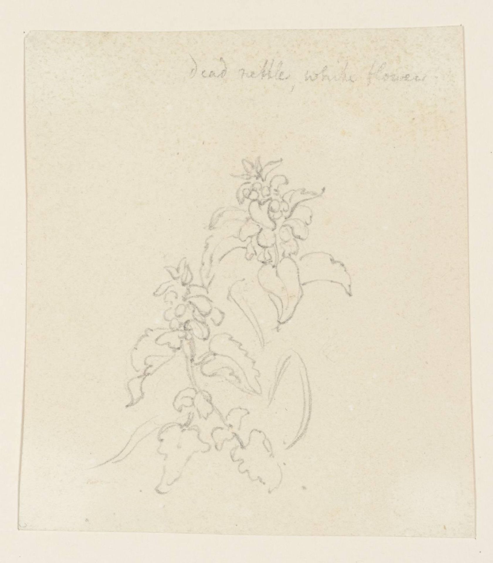 Deadnettle, White Flowers by Thomas Stothard