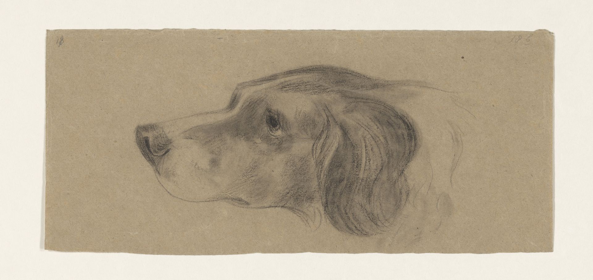 Kop van een hond, naar links by Johannes Tavenraat