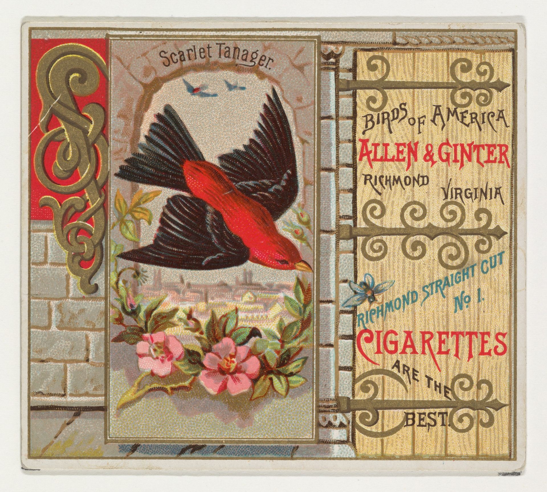 Scarlet Tanager, from the Birds of America series (N37) for Allen & Ginter Cigarettes by Allen & Ginter