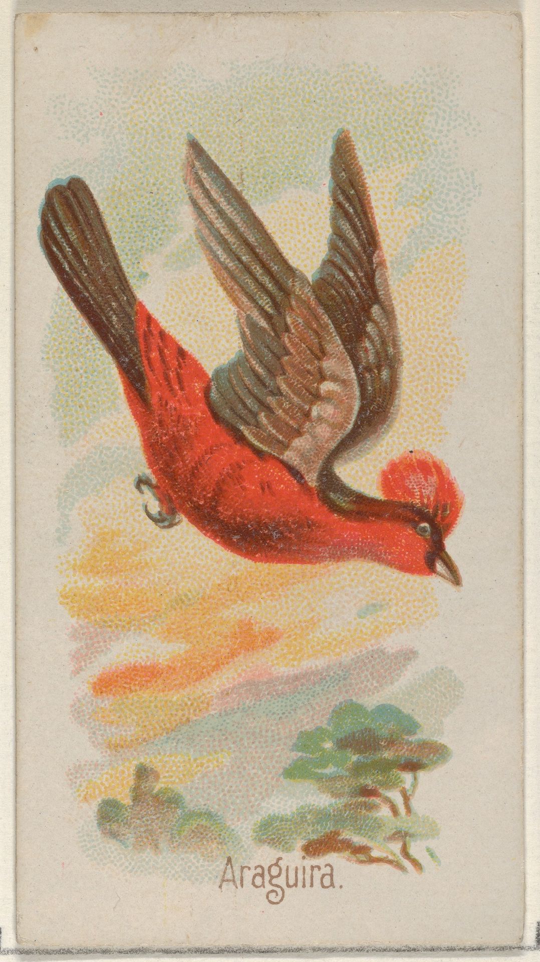 Araguira, from the Song Birds of the World series (N23) for Allen & Ginter Cigarettes by Allen & Ginter