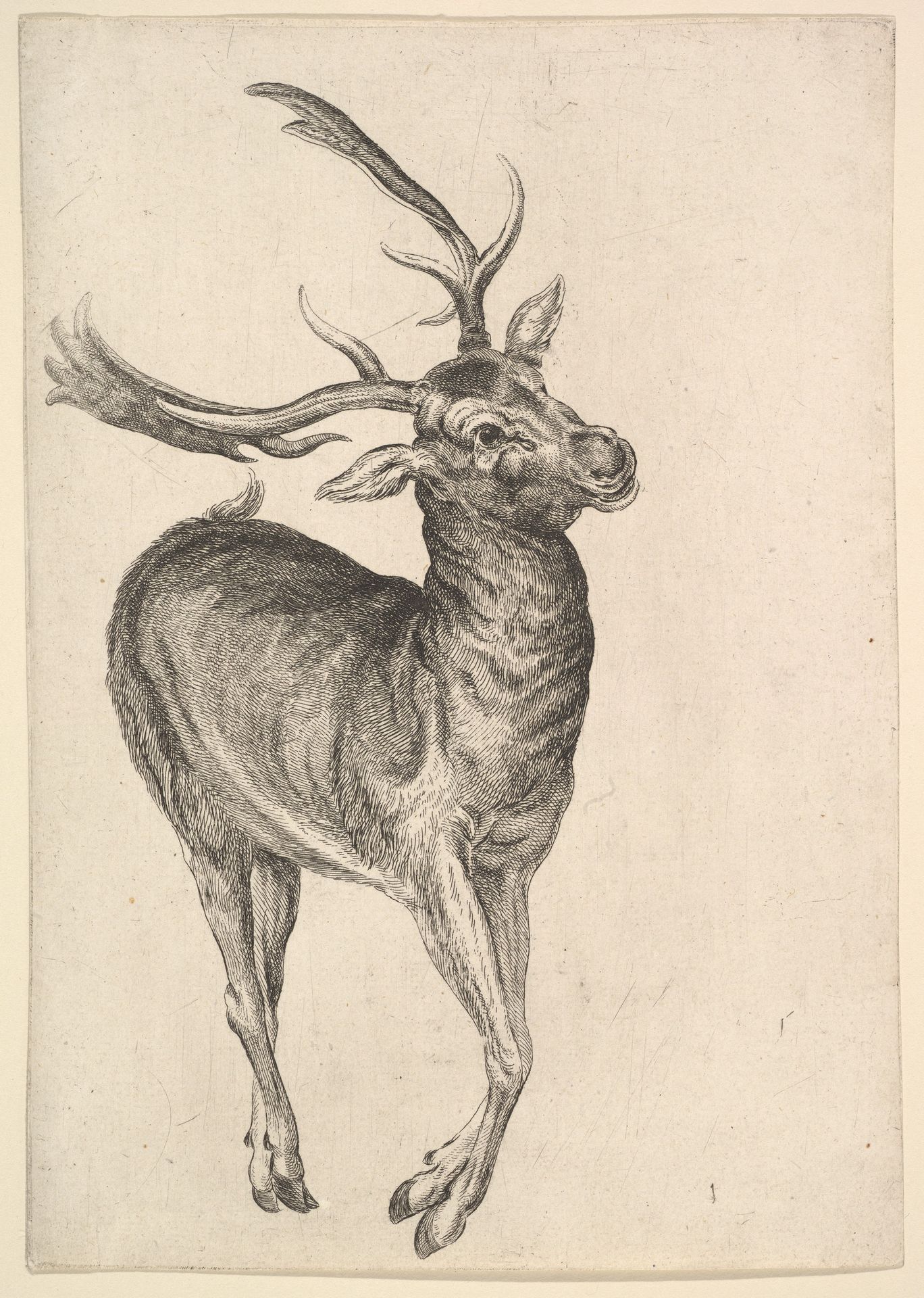 Stag by Wenceslaus Hollar