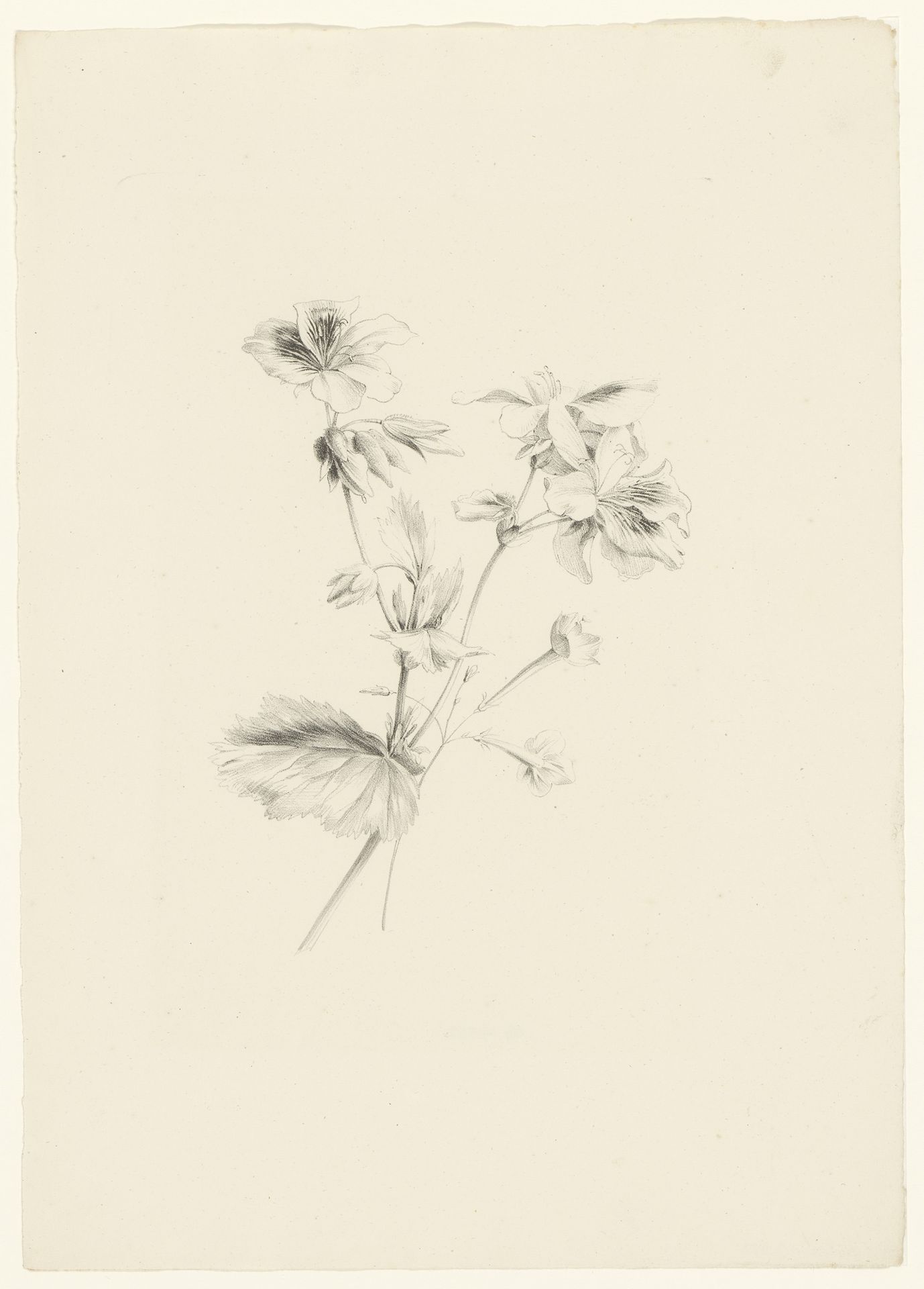 Diverse bloemen by Anton Weiss