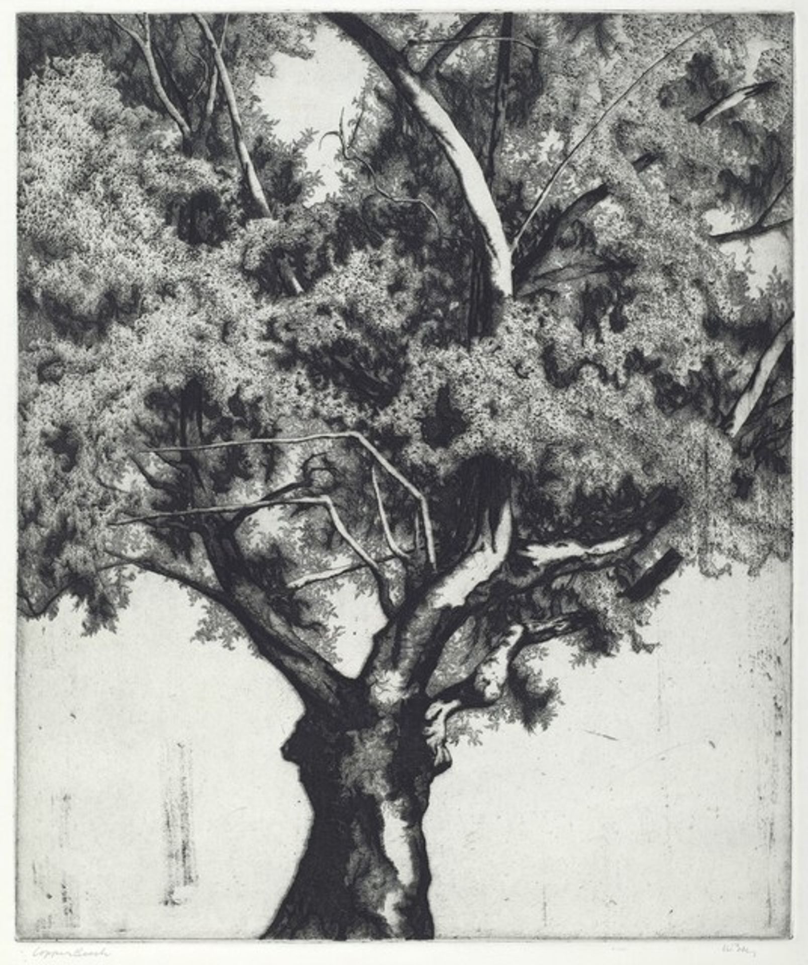 Copper Beech by Charles Arthur Wells, Jr.