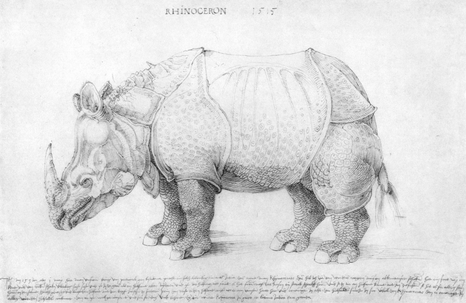 Rhinoceros by Albrecht Durer