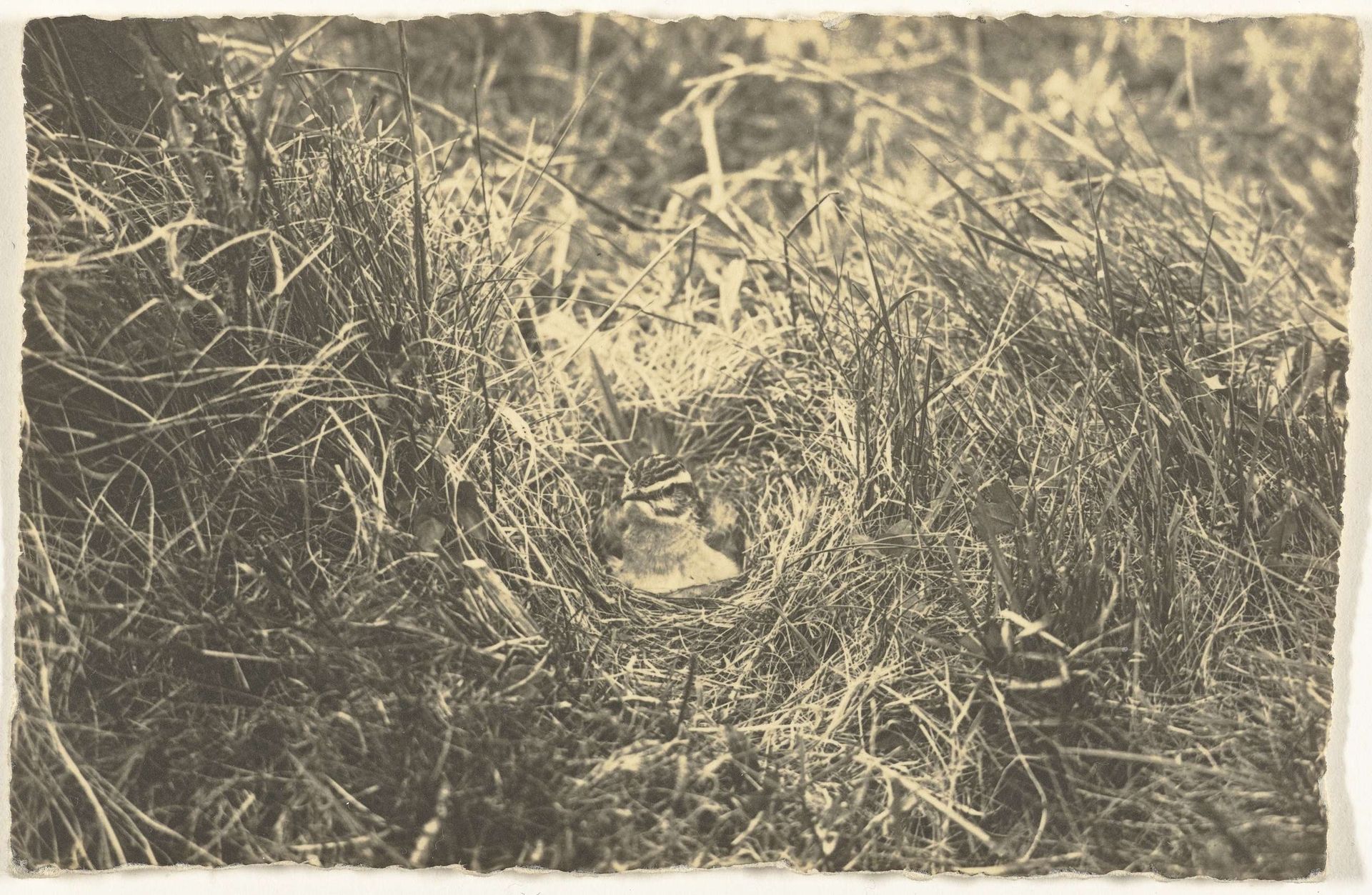 Paapje broedend op haar nest by Richard Tepe