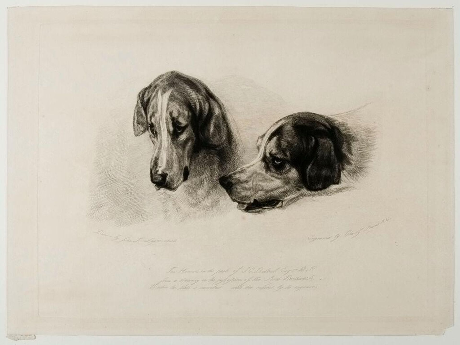Fox Hounds by Charles George Lewis