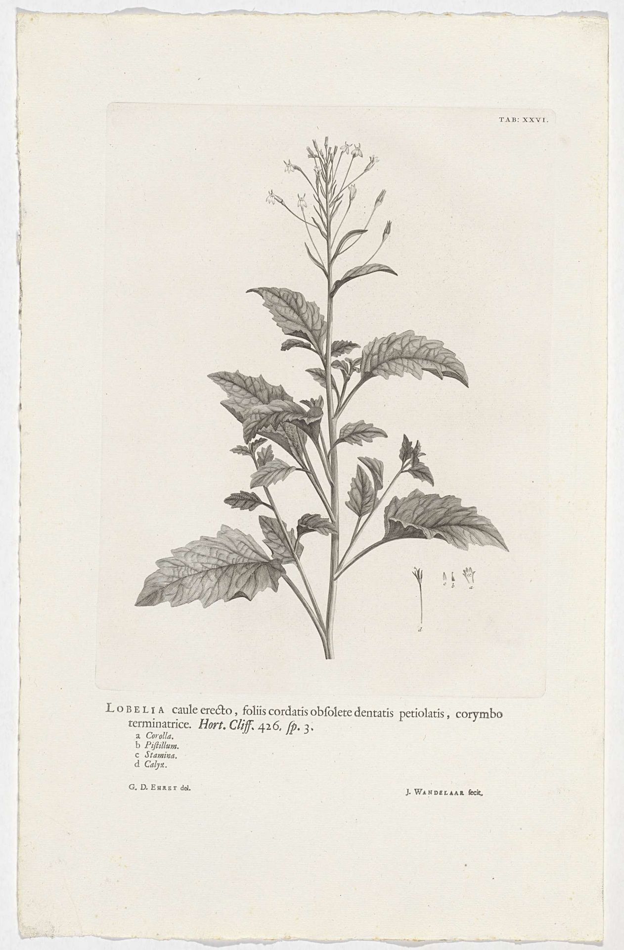 Lobelia cliffortiana by Jan Wandelaar