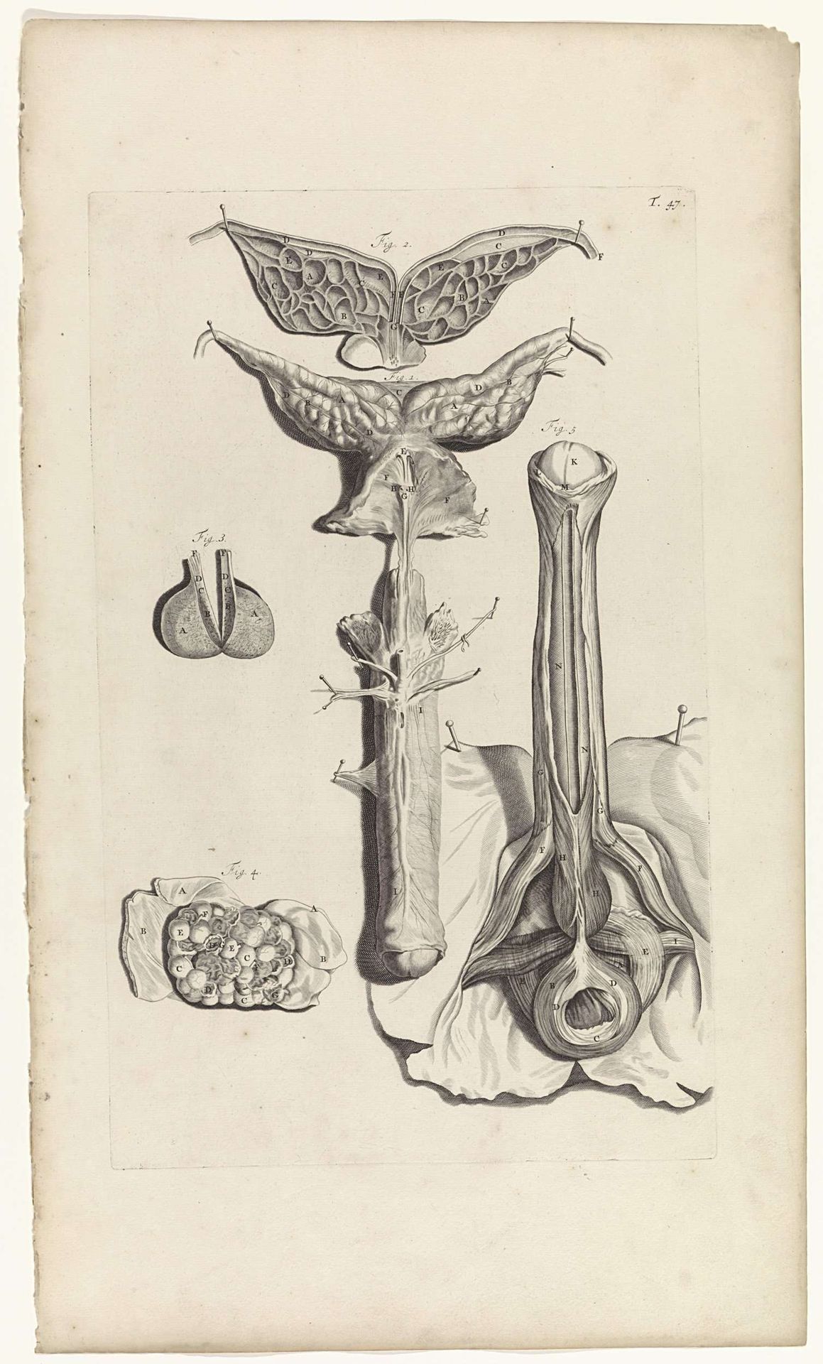 Anatomische studie van de penis by Pieter van Gunst