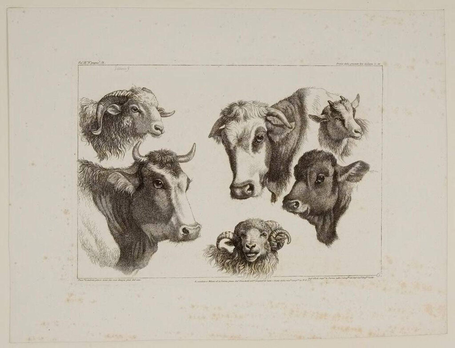 Cow, Rams and Goat by Francesco Londonio