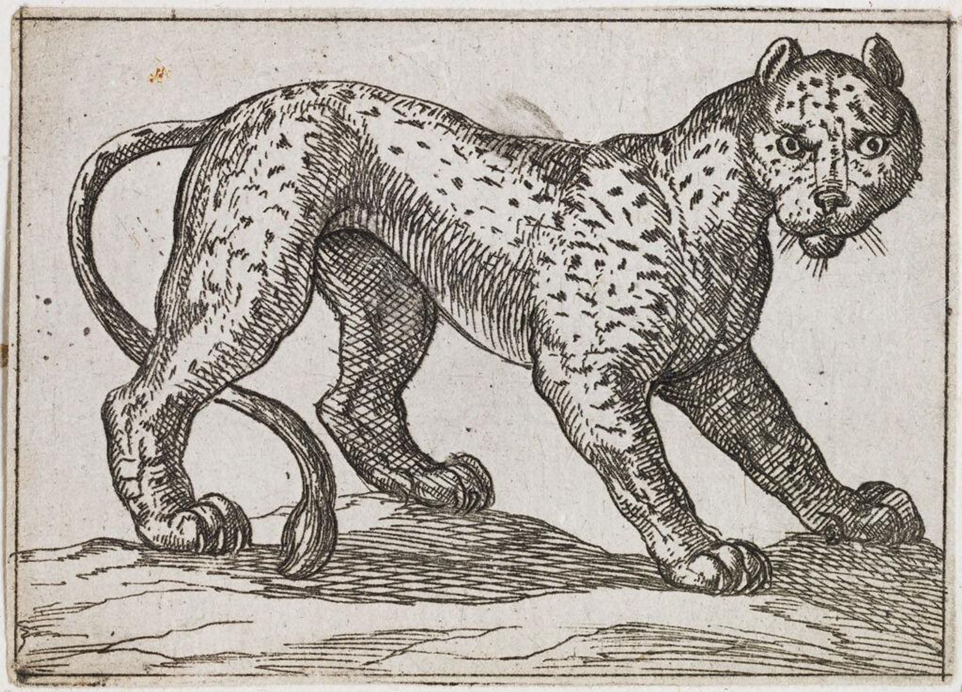 Standing Tiger by Antonio Tempesta