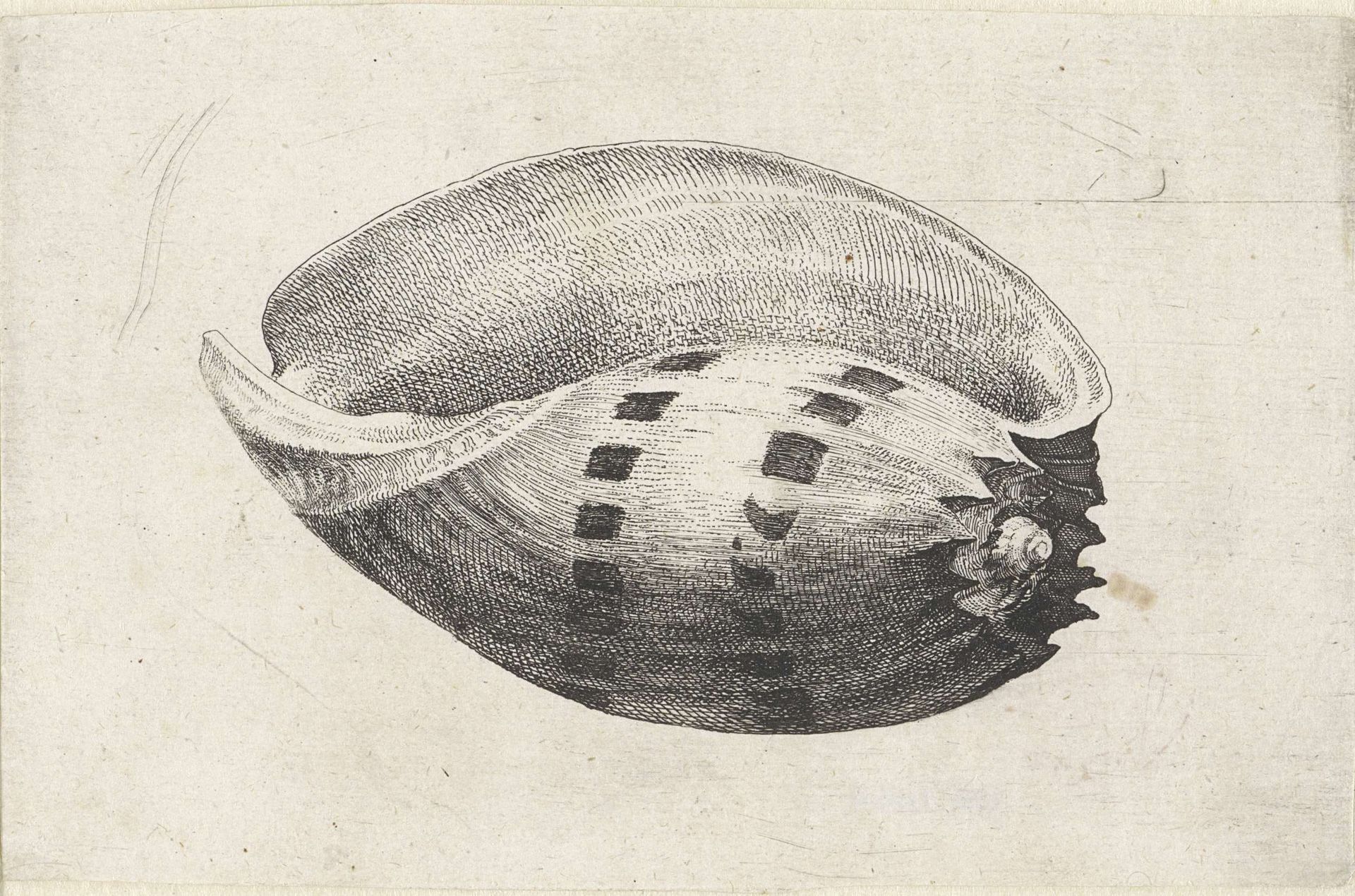 Schelp, melo amphora by Wenceslaus Hollar