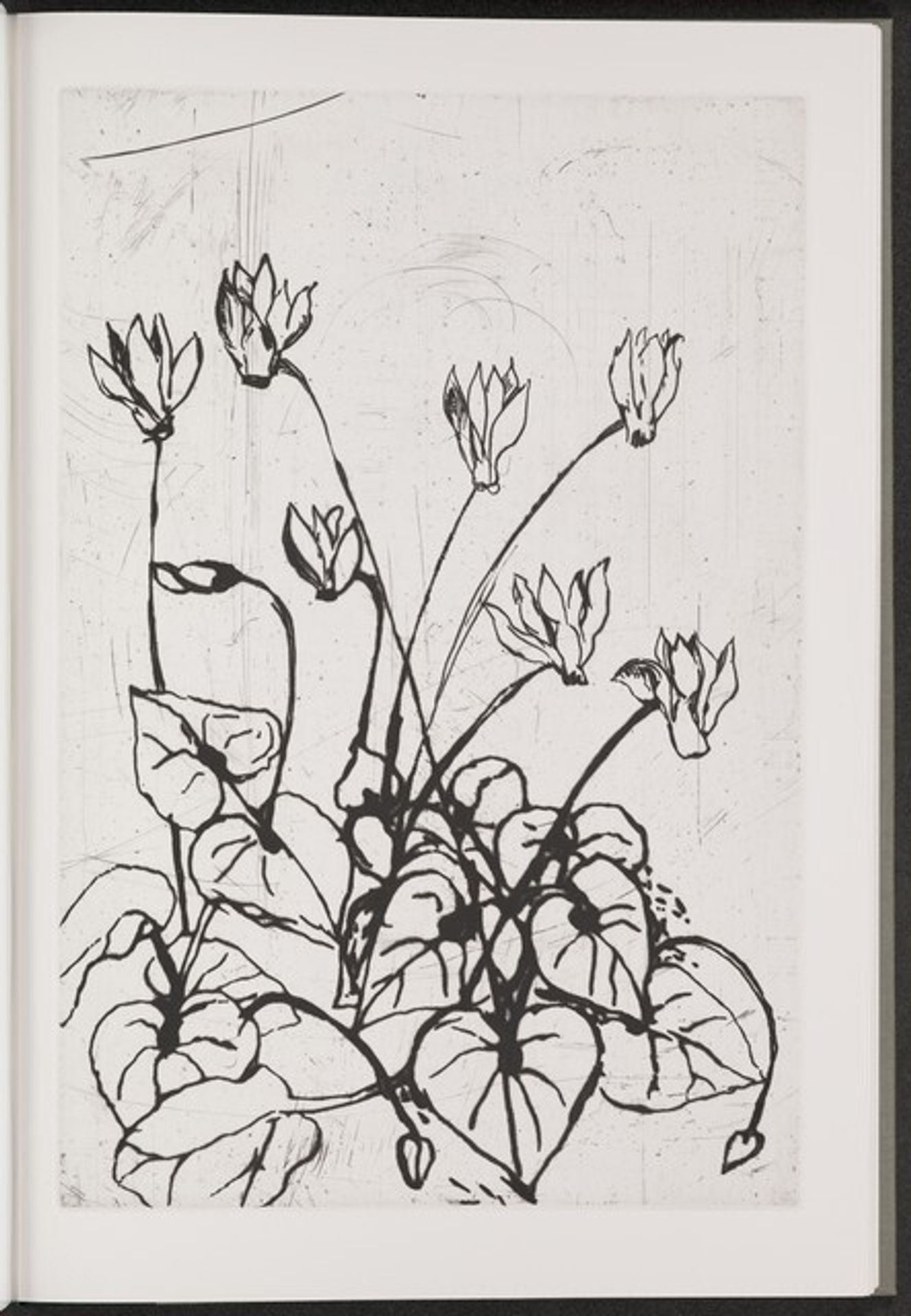 Persian Cyclamen by Jim Dine