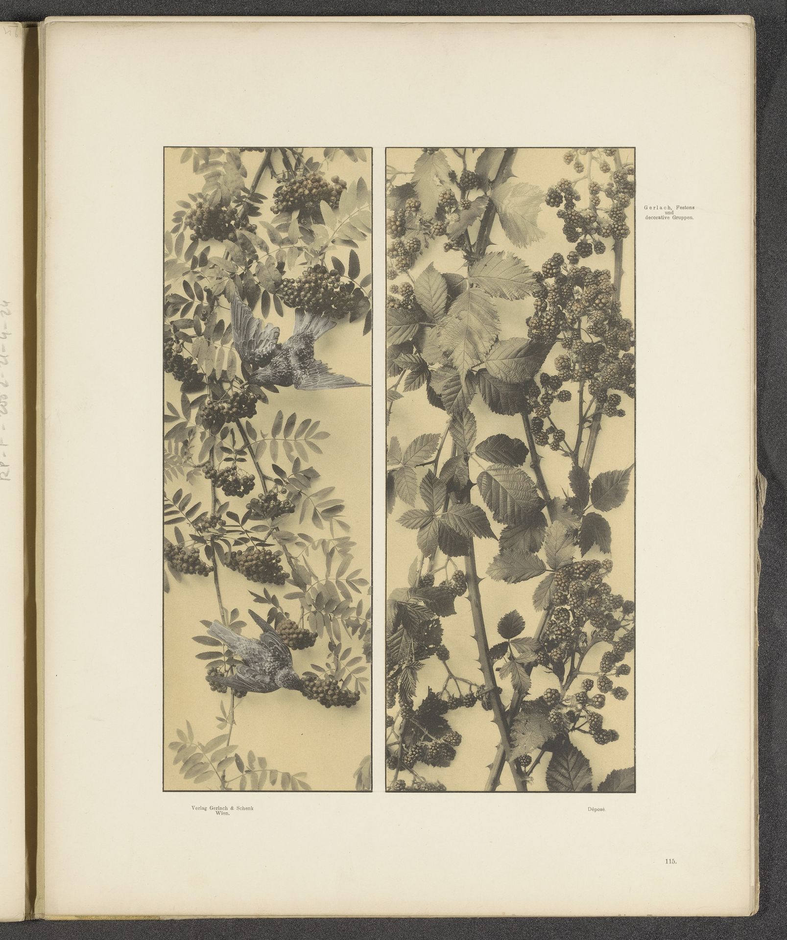 Twee vlakken met wilde lijsterbes, vogels en bramen by Anonymous