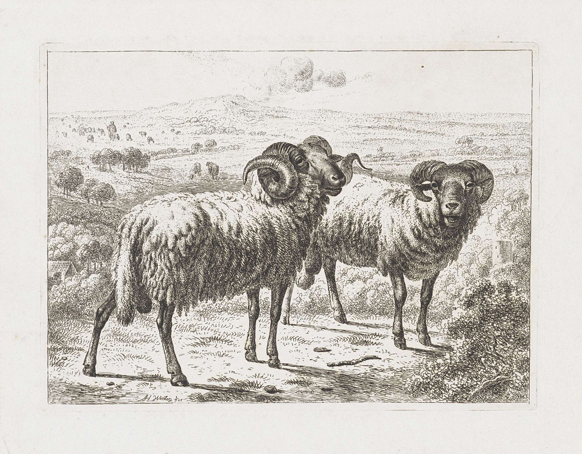 Twee rammen by Abraham Hendrik Winter
