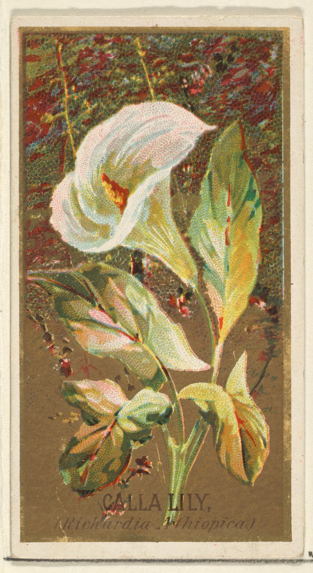 Calla Lily (Richardia Nethiopica), from the Flowers series for Old Judge Cigarettes by Goodwin & Company
