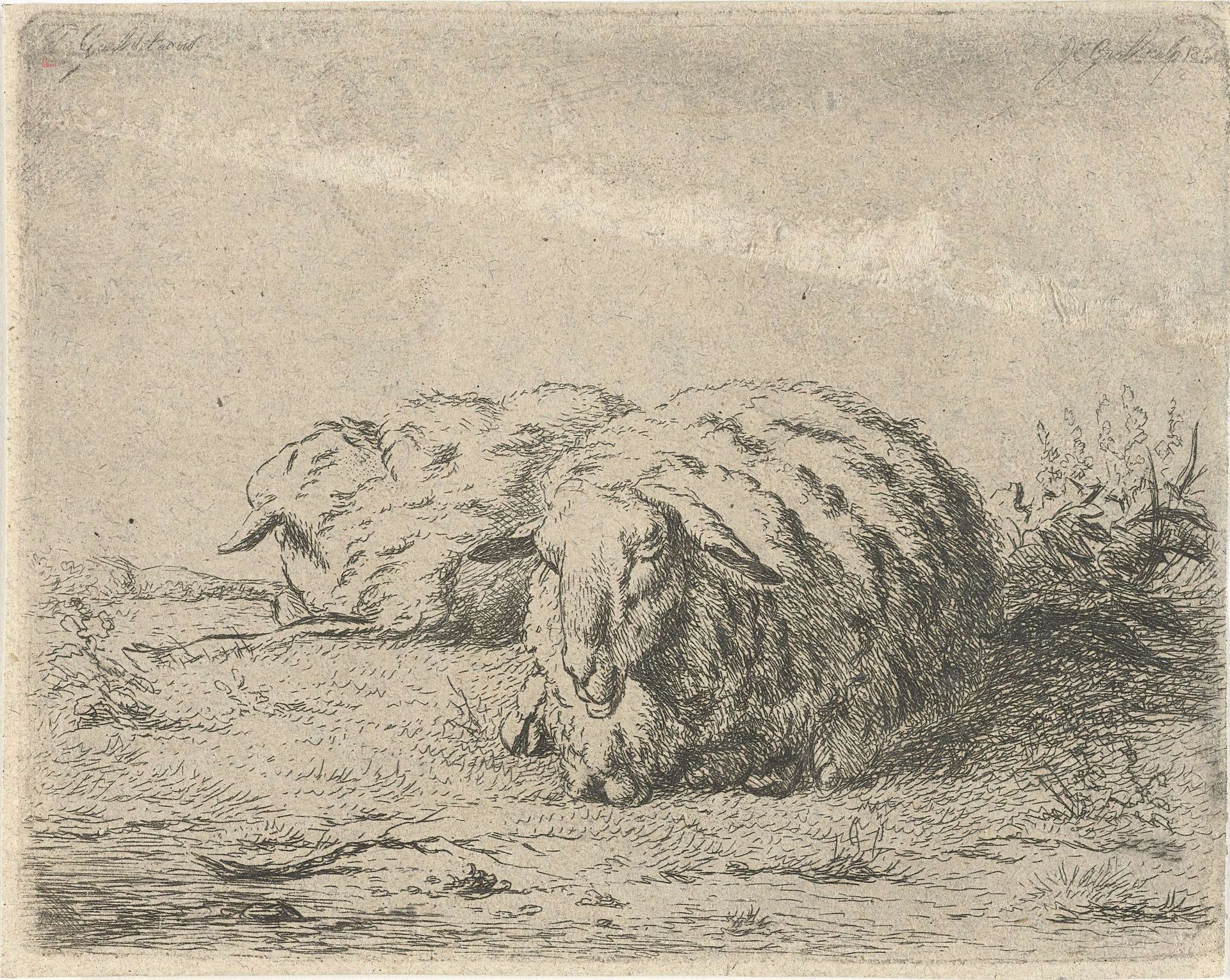 Twee liggende schapen by Jacobus Cornelis Gaal