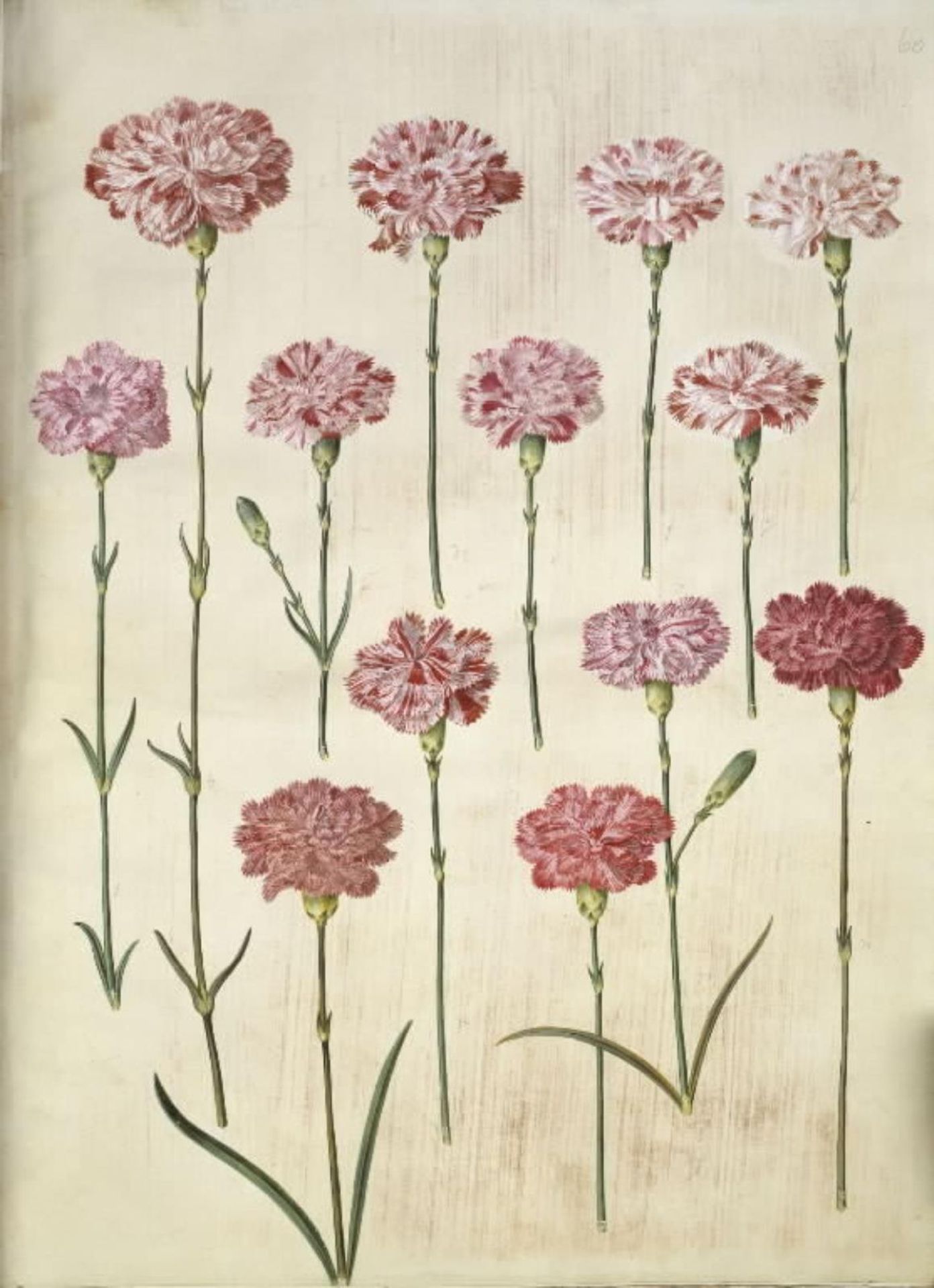 Dianthus caryophyllus (have-nellike) by Hans Simon Holtzbecker