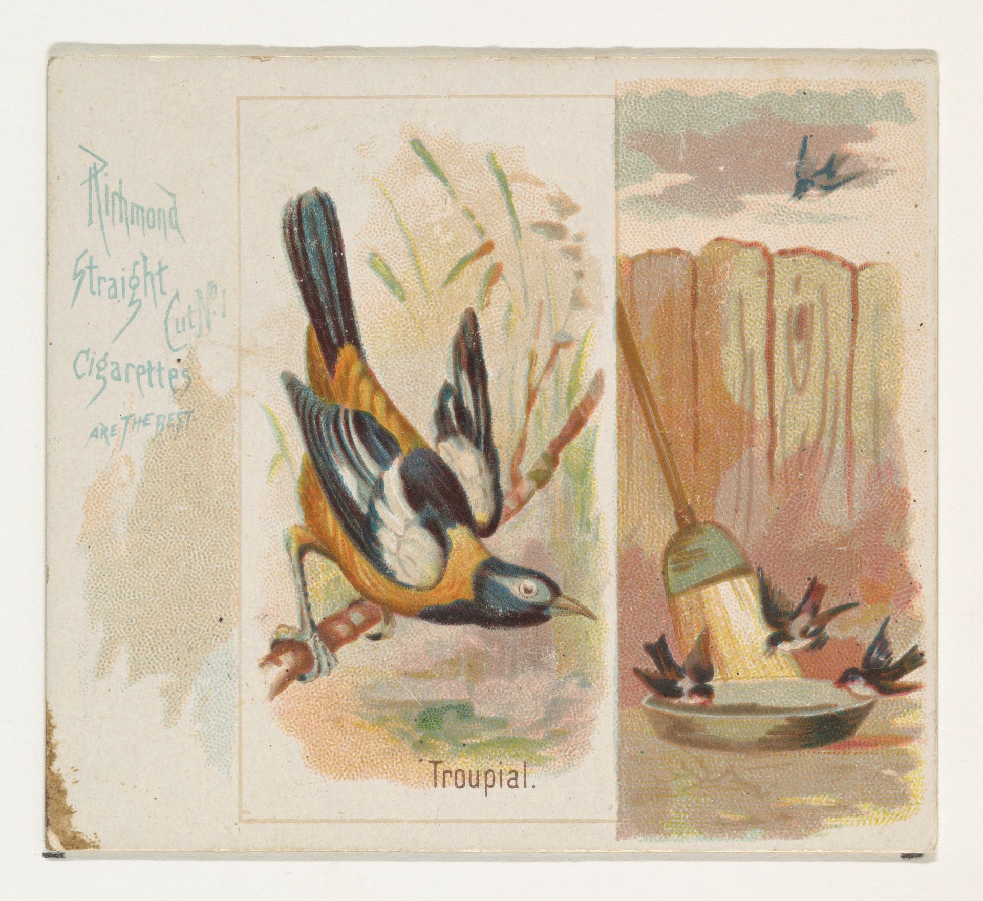 Troupial, from the Song Birds of the World series (N42) for Allen & Ginter Cigarettes by Allen & Ginter