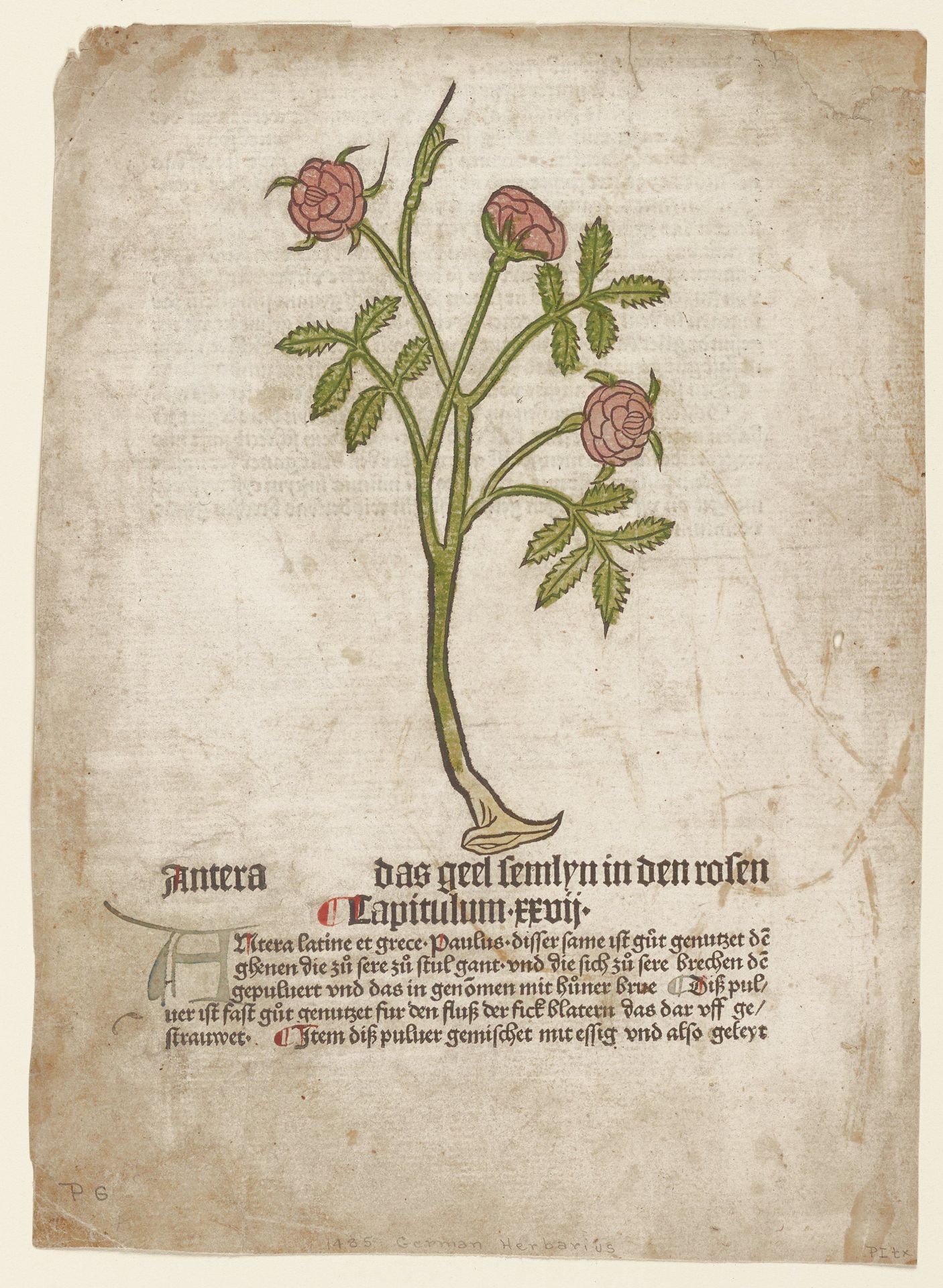 Antera by Johannes de Cuba