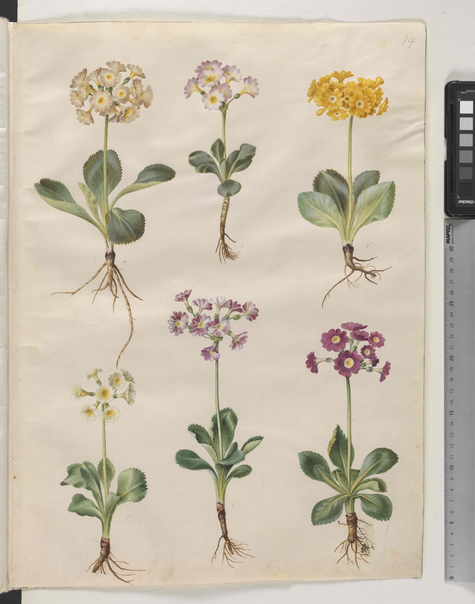 Primula ×pubescens Wulfen (have-aurikel) by Hans Simon Holtzbecker