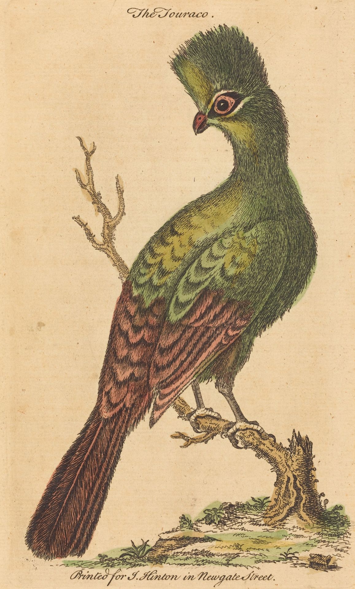 The Touraco Bird by Anonymous