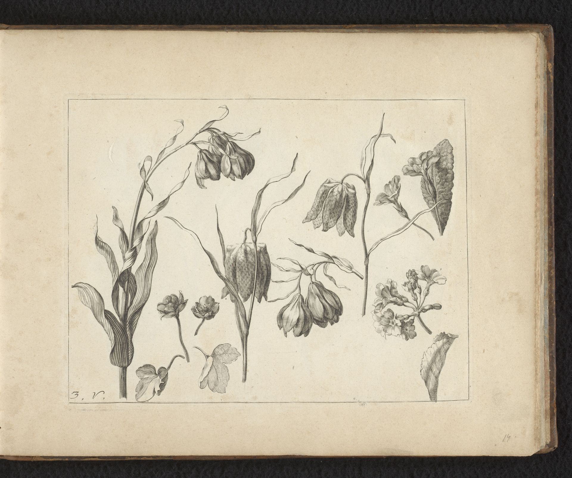 Bloeiwijze van kievitsbloem en details van de plant by Anonymous