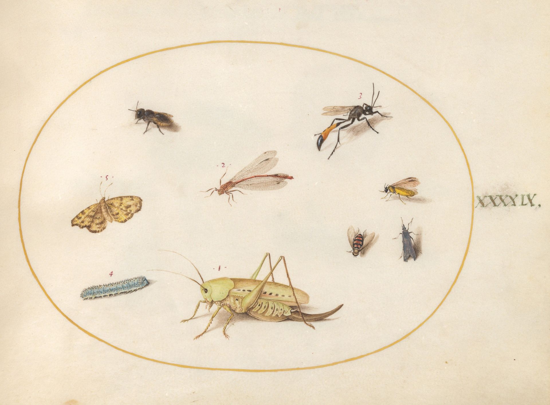 Plate 49: A Grasshopper, a Caterpillar, a Butterfly, a Moth, and Other Insects by Joris Hoefnagel