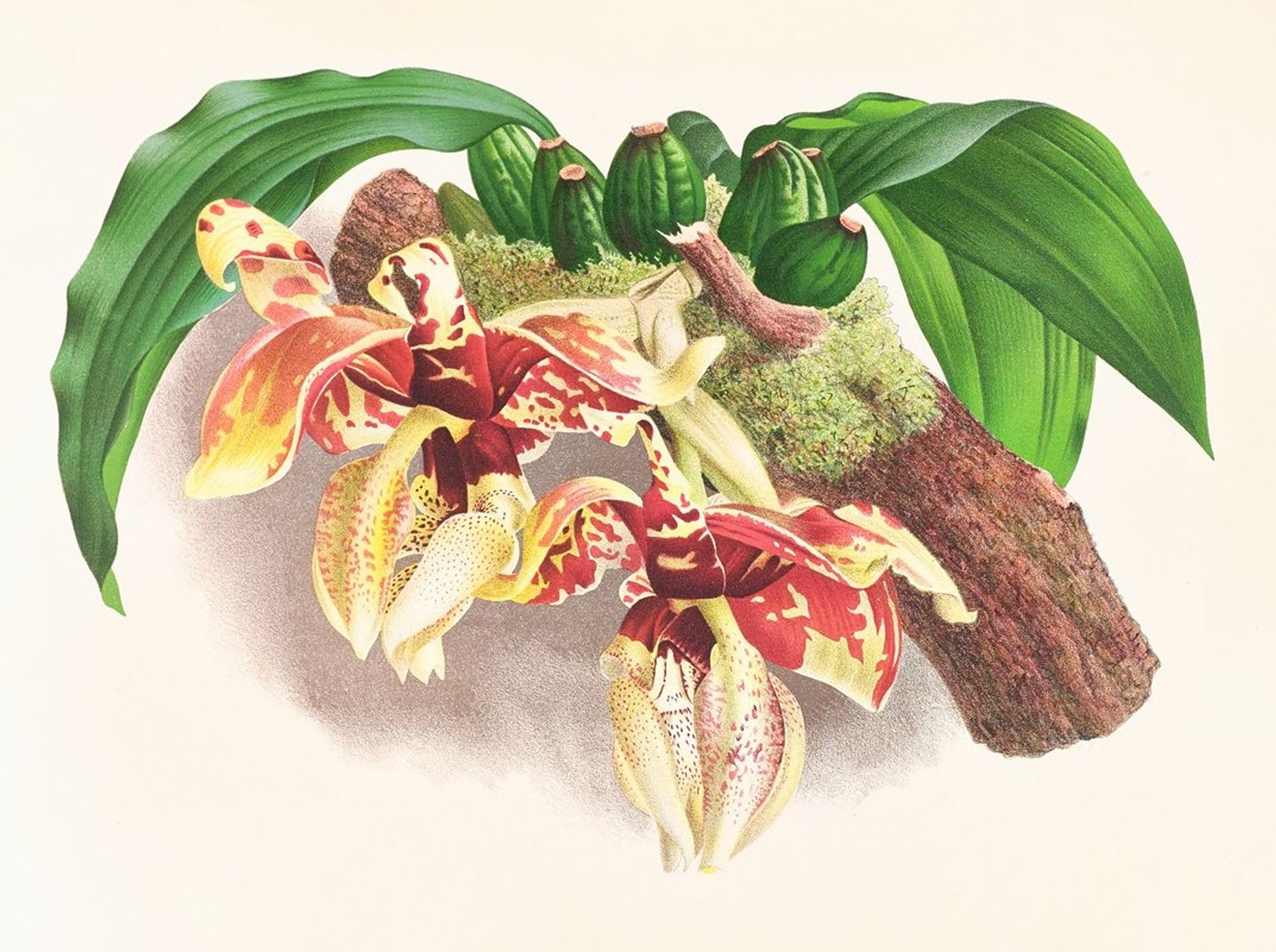 Stanhopea Tigrina by Jean Jules Linden