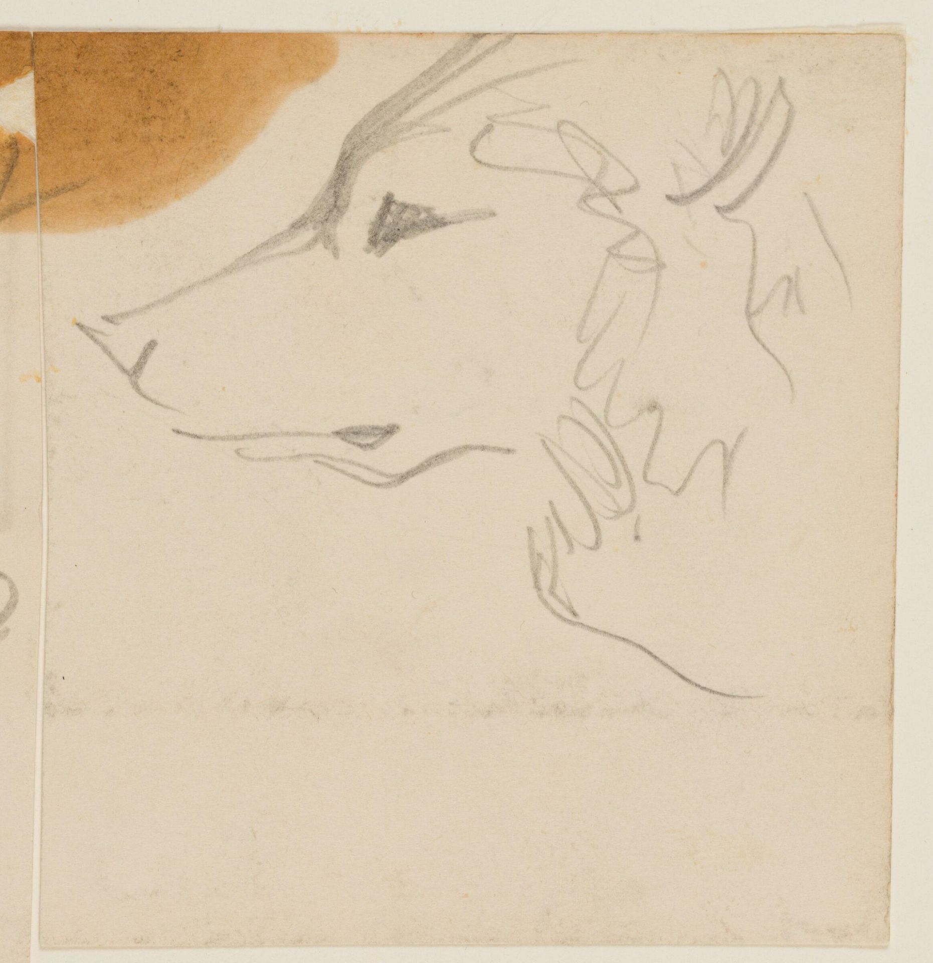 Study of a Wolf's Head; verso: Partial Study of an Ox by John Singer Sargent
